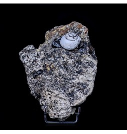 Helix ramondi, bitumen,...