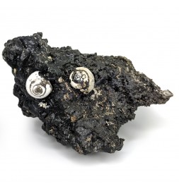Helix ramondi, bitumen,...