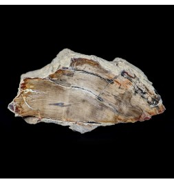 Fossil wood, Morvan,...