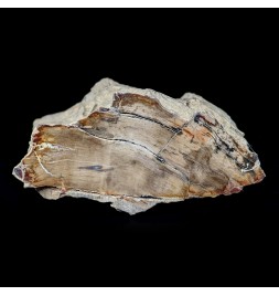 化石木材、モルヴァン、フランス、176 グラム