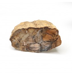 Fossil wood, Morvan,...