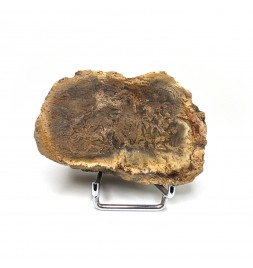 Fossil wood, Morvan,...